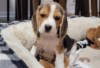 Photo №1. beagle - for sale in the city of Berlin | Is free | Announcement № 126899