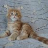 Photo №2 to announcement № 17895 for the sale of maine coon - buy in Russian Federation private announcement, from nursery