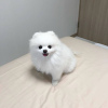 Photo №1. pomeranian - for sale in the city of Grosny | negotiated | Announcement № 17231