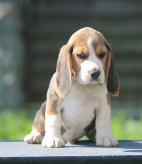 Additional photos: Handsome boy. Beagle