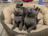 Photo №1. russian blue - for sale in the city of Verden (Aller) | 370$ | Announcement № 103793