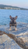 Photo №1. french bulldog - for sale in the city of Belgrade | negotiated | Announcement № 116980