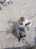 Photo №3. Dradhaar puppies for sale. Russian Federation