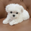 Photo №2 to announcement № 107565 for the sale of maltese dog - buy in France private announcement