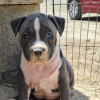 Photo №1. american staffordshire terrier - for sale in the city of Kiev | 475$ | Announcement № 81323