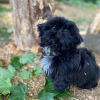 Photo №2 to announcement № 99901 for the sale of shih tzu - buy in United States breeder