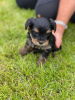 Photo №3. Teacup Yorkshire Terrier Puppy for free adoption. Germany