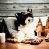 Photo №4. I will sell yorkshire terrier in the city of Namysłów. breeder - price - 5283$