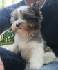 Photo №2 to announcement № 50450 for the sale of yorkshire terrier - buy in Belarus from nursery, breeder