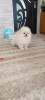 Additional photos: pomeranian