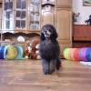 Photo №4. I will sell poodle (dwarf) in the city of Ufa. from nursery - price - negotiated