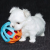 Photo №2 to announcement № 107568 for the sale of maltese dog - buy in France private announcement