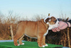 Photo №4. I will sell english bulldog in the city of Belgrade.  - price - negotiated