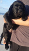 Photo №2 to announcement № 20364 for the sale of labrador retriever - buy in Poland breeder