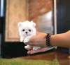 Photo №2 to announcement № 116769 for the sale of maltese dog - buy in Finland 