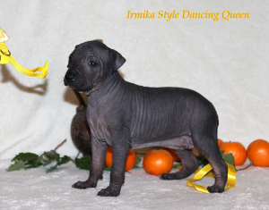 Additional photos: Xoloitzcuintle puppy (standard size) Show perspective
