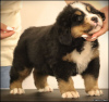 Additional photos: Bernese Mountain Dog puppies