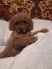 Additional photos: Toy poodle puppies boys and girls with pedigree