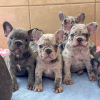 Photo №1. french bulldog - for sale in the city of Berlin | negotiated | Announcement № 118804