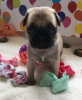 Photo №2 to announcement № 95867 for the sale of pug - buy in Germany private announcement