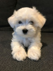 Photo №1. maltese dog - for sale in the city of Berlin | Is free | Announcement № 95348