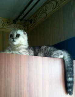 Photo №3. Scottish fold remained girl. 7 months. Russian Federation