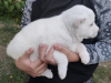Photo №2 to announcement № 26269 for the sale of central asian shepherd dog - buy in Russian Federation private announcement