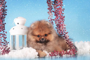 Photo №1. pomeranian - for sale in the city of Москва | 1464$ | Announcement № 1112
