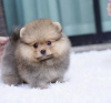 Photo №3. Pomeranian , 2 months old Mixed breed. Germany
