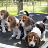 Photo №1. beagle - for sale in the city of Stockholm | 250$ | Announcement № 117971