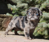 Photo №3. Pug girl with blue eyes looking for a home. Romania