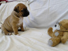 Photo №3. Amstaff puppies. Belarus