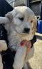 Photo №2 to announcement № 120959 for the sale of golden retriever - buy in United States 