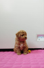 Photo №4. I will sell poodle (toy) in the city of Москва. private announcement - price - 1041$