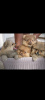 Photo №4. I will sell pomeranian in the city of Афины. from nursery - price - 528$