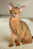 Photo №1. abyssinian cat - for sale in the city of Warsaw | 8$ | Announcement № 66763