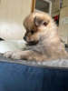 Photo №1. pomeranian - for sale in the city of Novi Beograd | 634$ | Announcement № 93235