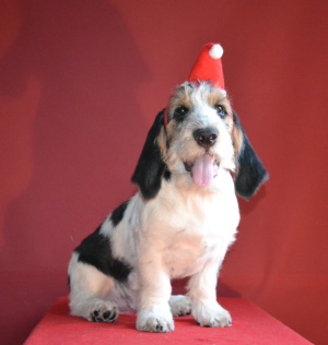 Additional photos: Griffon Greater Vendian Basset Puppies