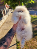 Additional photos: Pomeranian, female puppy