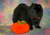 Additional photos: Chow Chow puppies