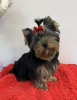Additional photos: Handsome male Yorkshire Terrier