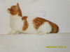 Photo №1. minuet cat shorthair - for sale in the city of Москва | 552$ | Announcement № 23934