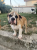 Photo №4. I will sell english bulldog in the city of Belgrade. breeder - price - negotiated