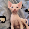 Photo №2 to announcement № 107655 for the sale of sphynx cat - buy in Germany 