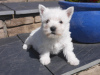 Photo №3. Stunning West Highland Terrier puppies. Lithuania
