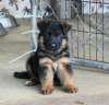 Photo №1. german shepherd - for sale in the city of Warsaw | 800$ | Announcement № 63318