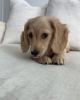 Photo №1. dachshund - for sale in the city of Yerevan | negotiated | Announcement № 87445