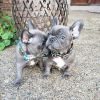 Photo №3. Male and female French Bulldog for adoption. Germany