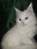 Photo №2 to announcement № 19037 for the sale of maine coon - buy in Belarus private announcement