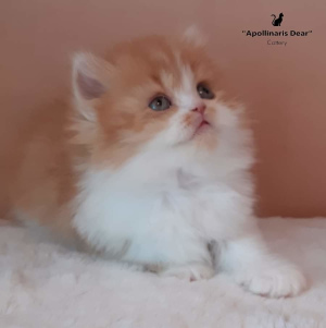 Photo №2 to announcement № 6183 for the sale of british longhair - buy in Russian Federation from nursery, breeder